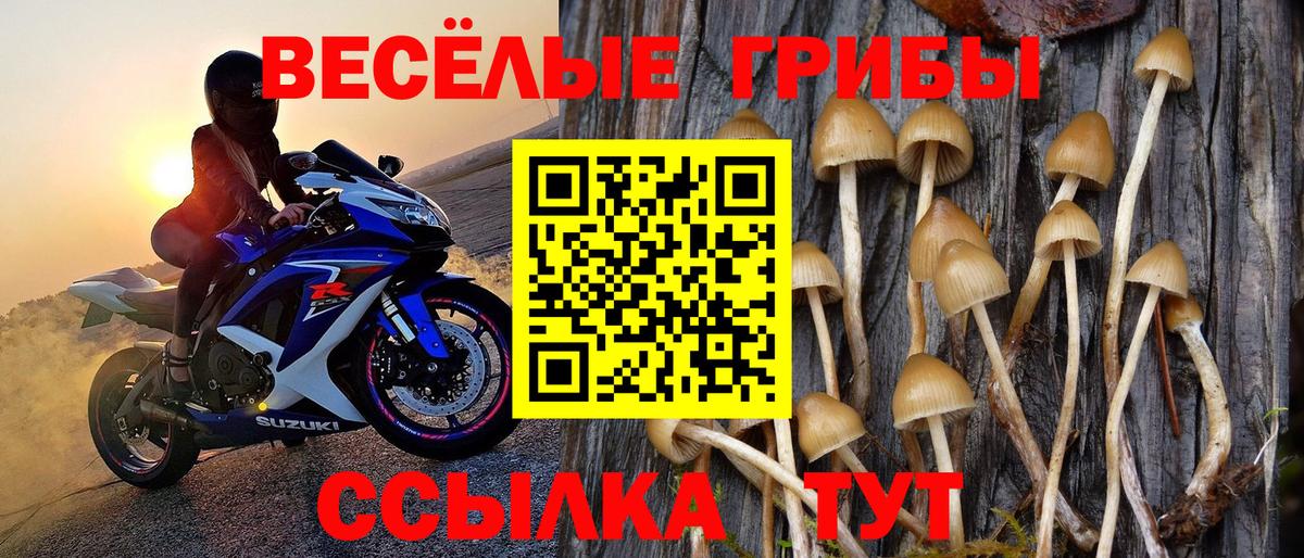 Псилоцибиновые грибы Cubensis Казань